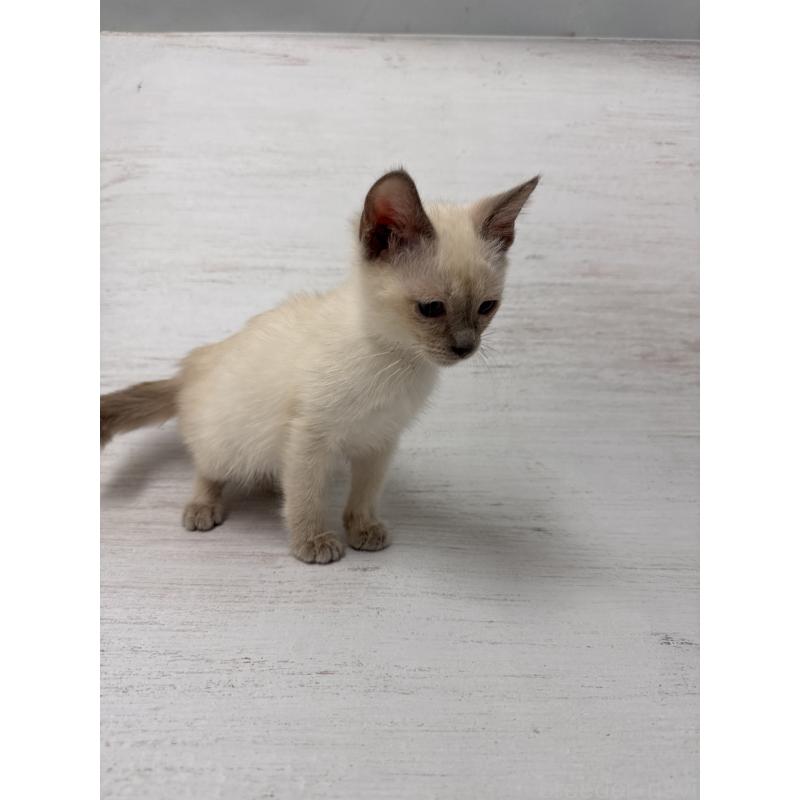 販売中の長野県のトイボブ-127916の3枚目