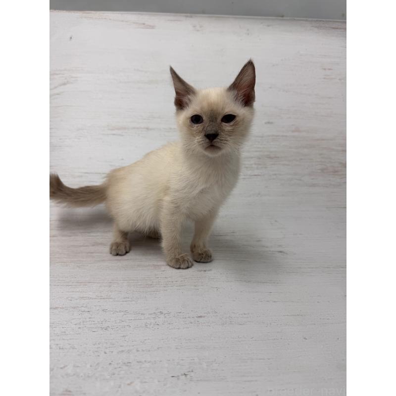 販売中の長野県のトイボブ-127916の2枚目