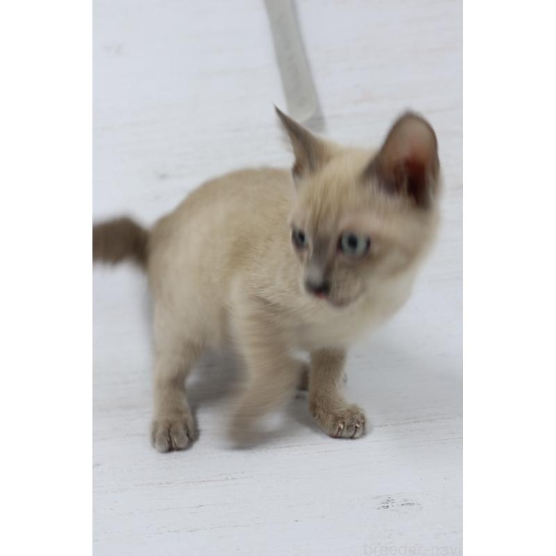 販売中の長野県のトイボブ-127879の7枚目