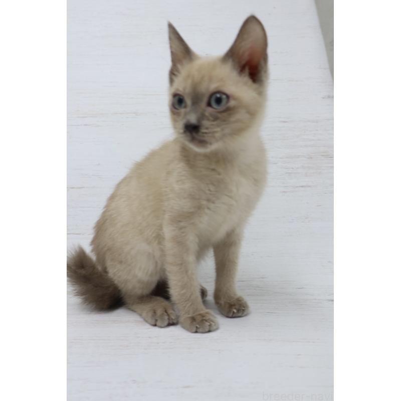 販売中の長野県のトイボブ-127879