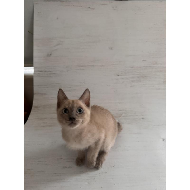 販売中の長野県のトイボブ-127879の6枚目