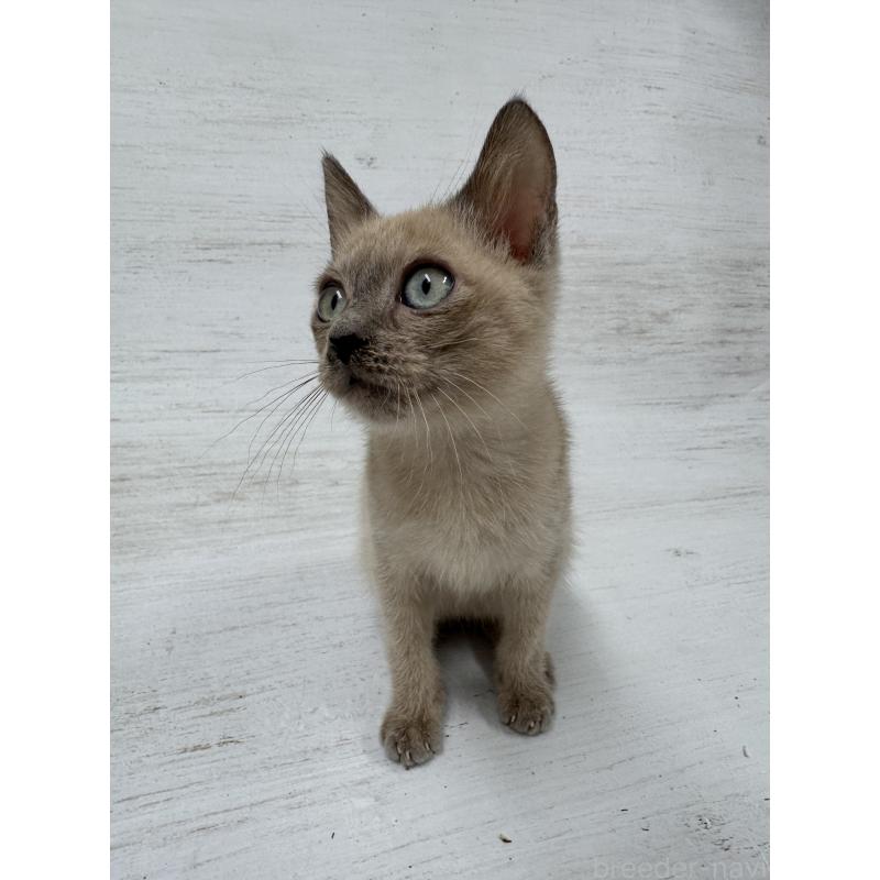 販売中の長野県のトイボブ-127879の5枚目