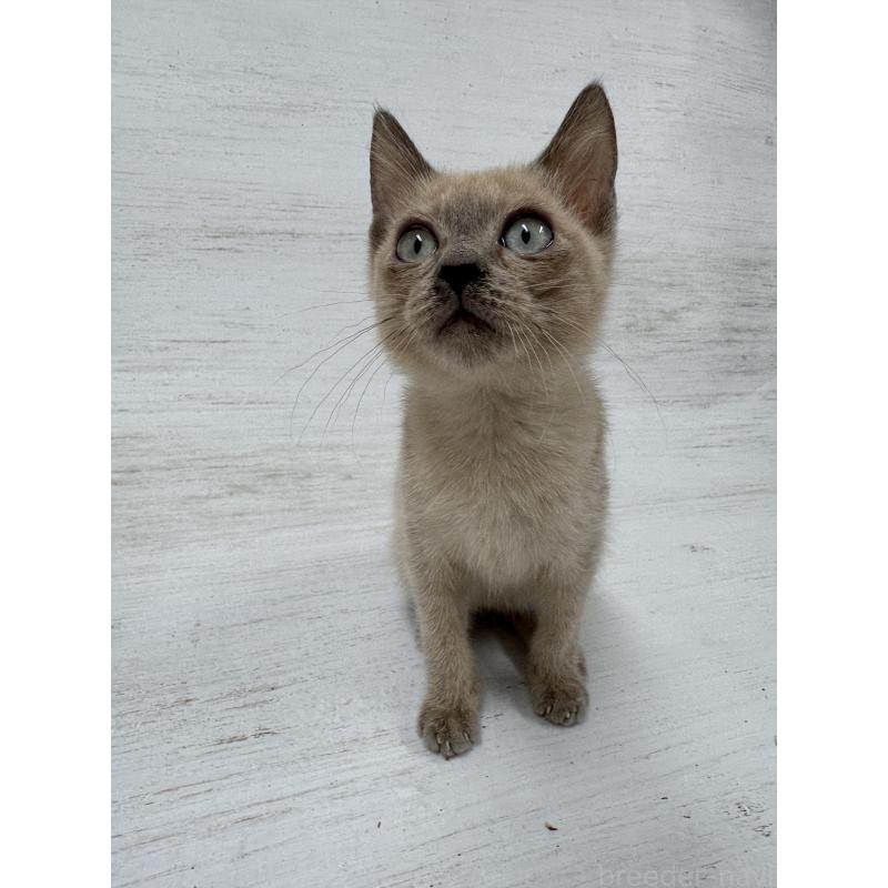 販売中の長野県のトイボブ-127879の4枚目