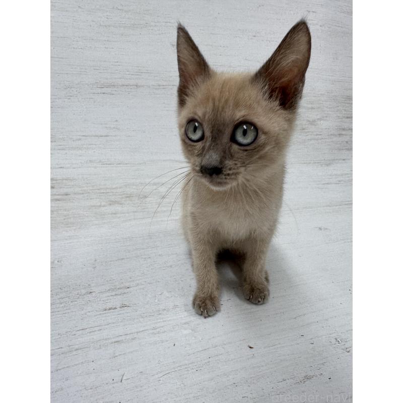 販売中の長野県のトイボブ-127879の3枚目