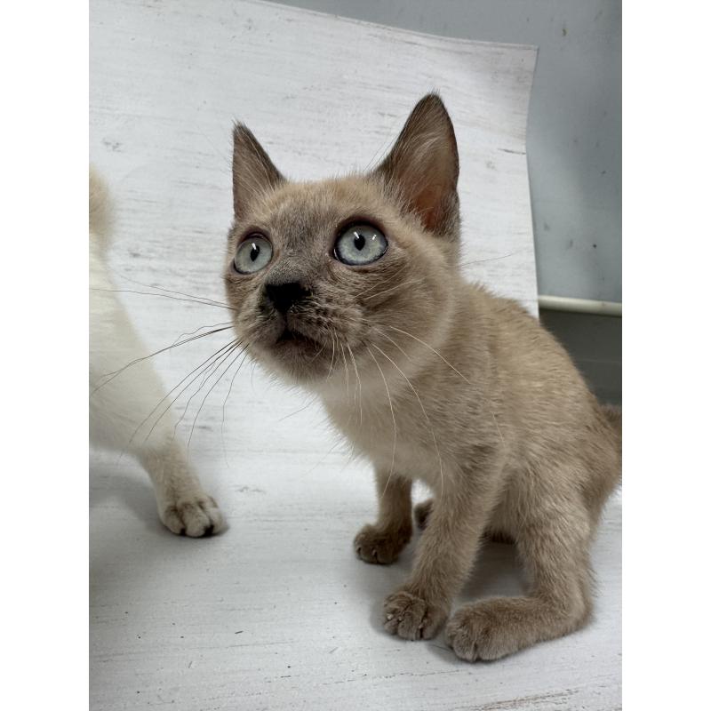 販売中の長野県のトイボブ-127879の2枚目