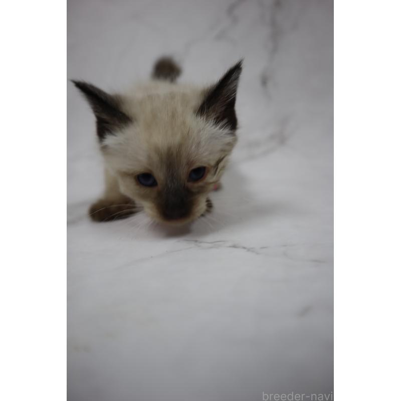 販売中の長野県のトイボブ-134148の6枚目