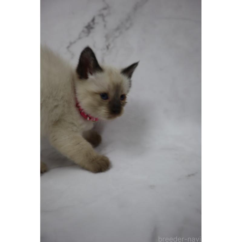 販売中の長野県のトイボブ-134148の5枚目