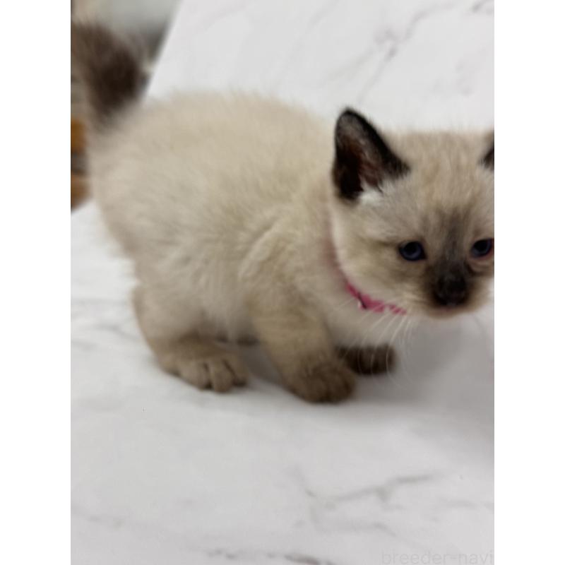 販売中の長野県のトイボブ-134148の4枚目