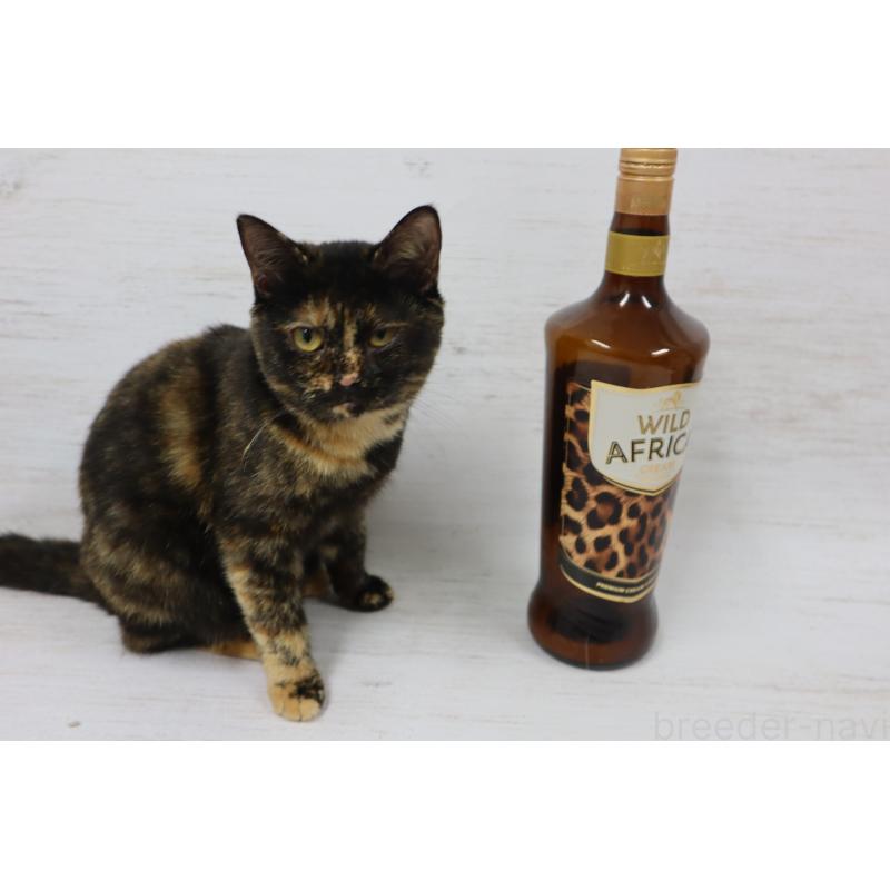 販売中の長野県のトイボブ-112714