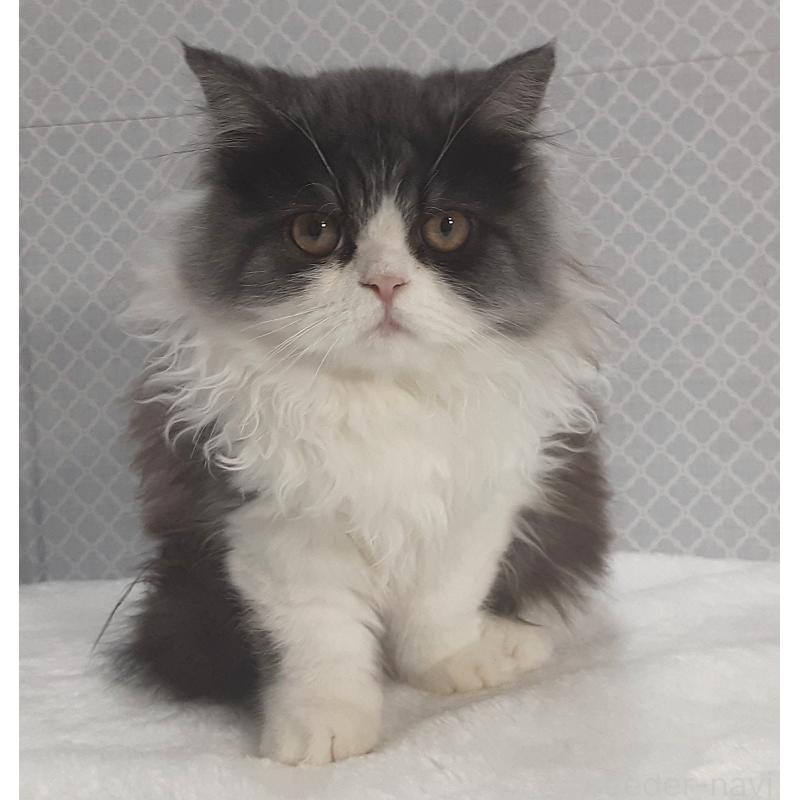 販売中の岐阜県のミヌエット-128209の5枚目