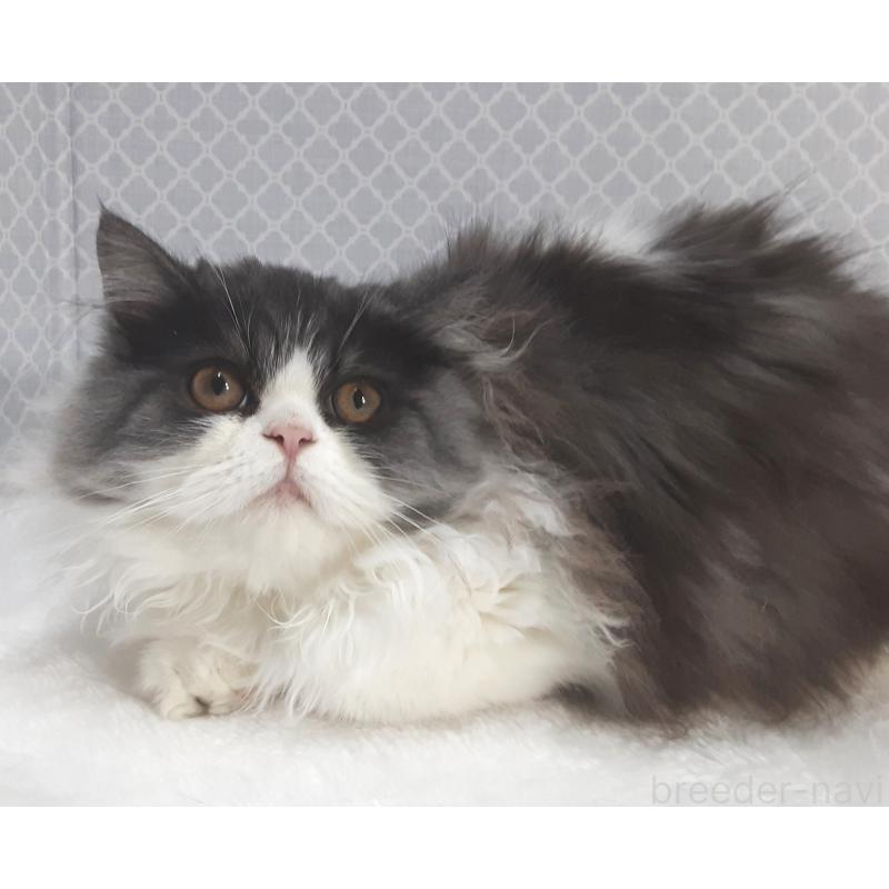 販売中の岐阜県のミヌエット-128209の4枚目