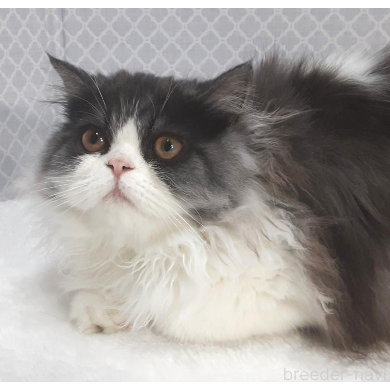 販売中の岐阜県のミヌエット-128209の3枚目