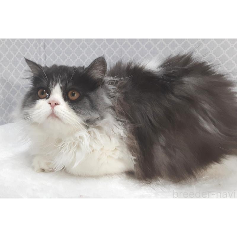 販売中の岐阜県のミヌエット-128209の2枚目