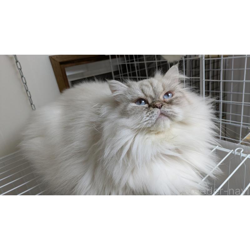 販売中の大阪府のミヌエット-127978