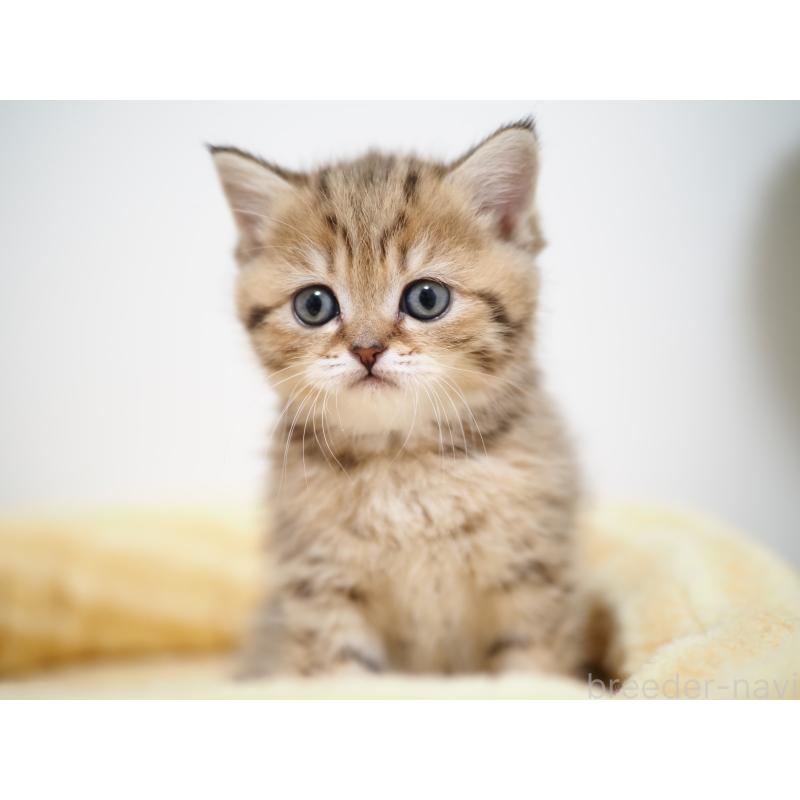 成約済の埼玉県のブリティッシュショートヘア-133668の47枚目