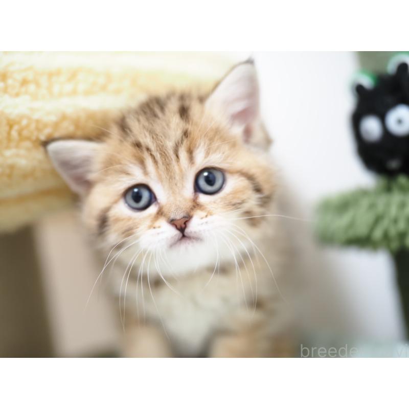 成約済の埼玉県のブリティッシュショートヘア-133668の46枚目