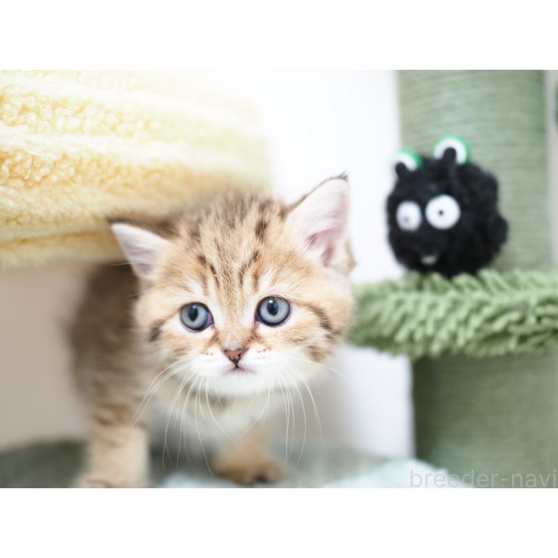 成約済の埼玉県のブリティッシュショートヘア-133668の45枚目