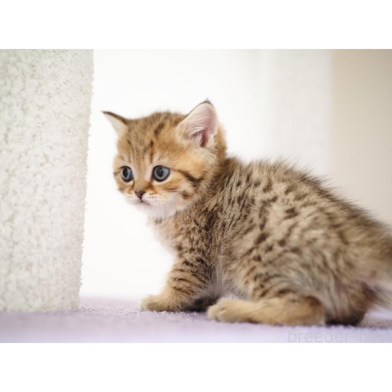 成約済の埼玉県のブリティッシュショートヘア-133668の43枚目