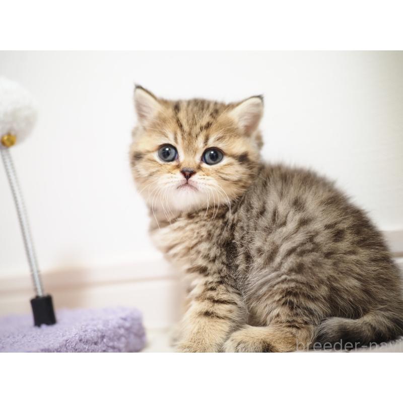 成約済の埼玉県のブリティッシュショートヘア-133667の27枚目