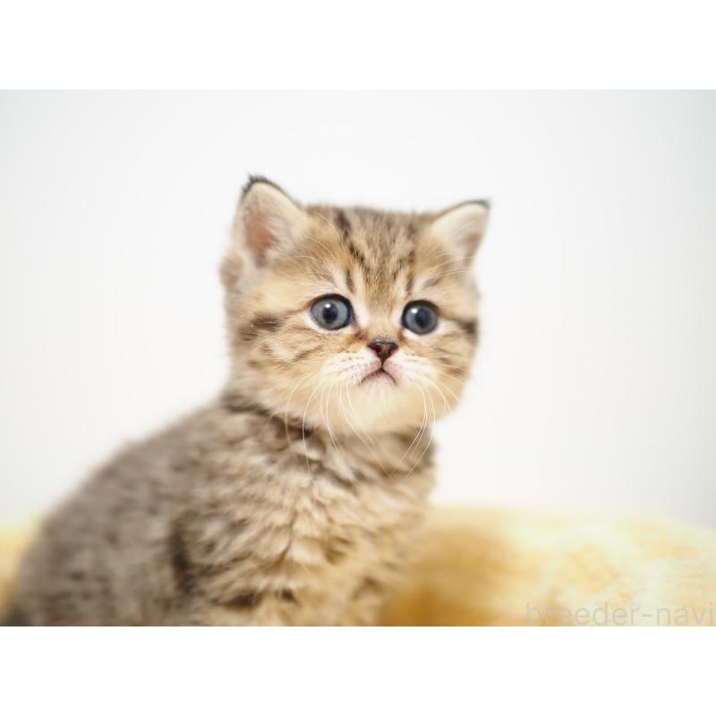 成約済の埼玉県のブリティッシュショートヘア-133667の24枚目