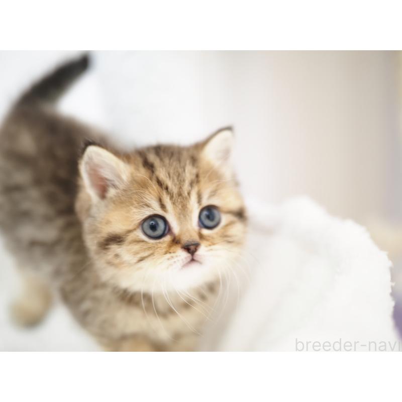 成約済の埼玉県のブリティッシュショートヘア-133667の23枚目