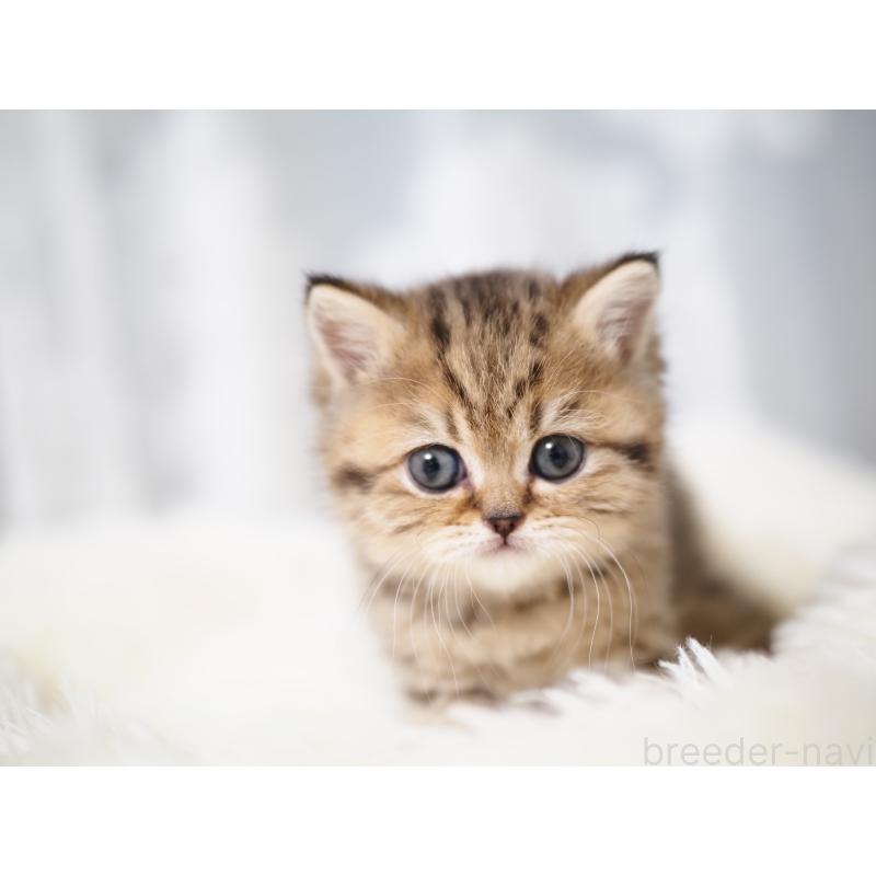 成約済の埼玉県のブリティッシュショートヘア-133667の21枚目