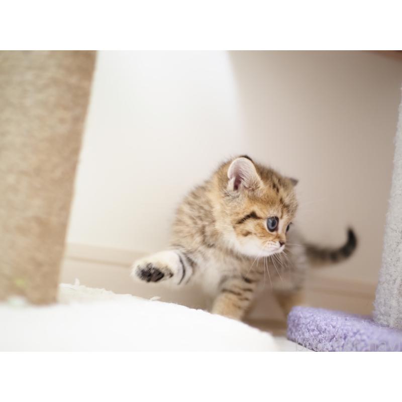 成約済の埼玉県のブリティッシュショートヘア-133666の8枚目