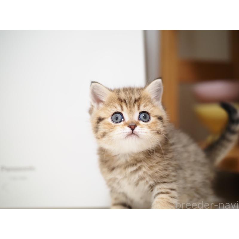 成約済の埼玉県のブリティッシュショートヘア-133666の7枚目