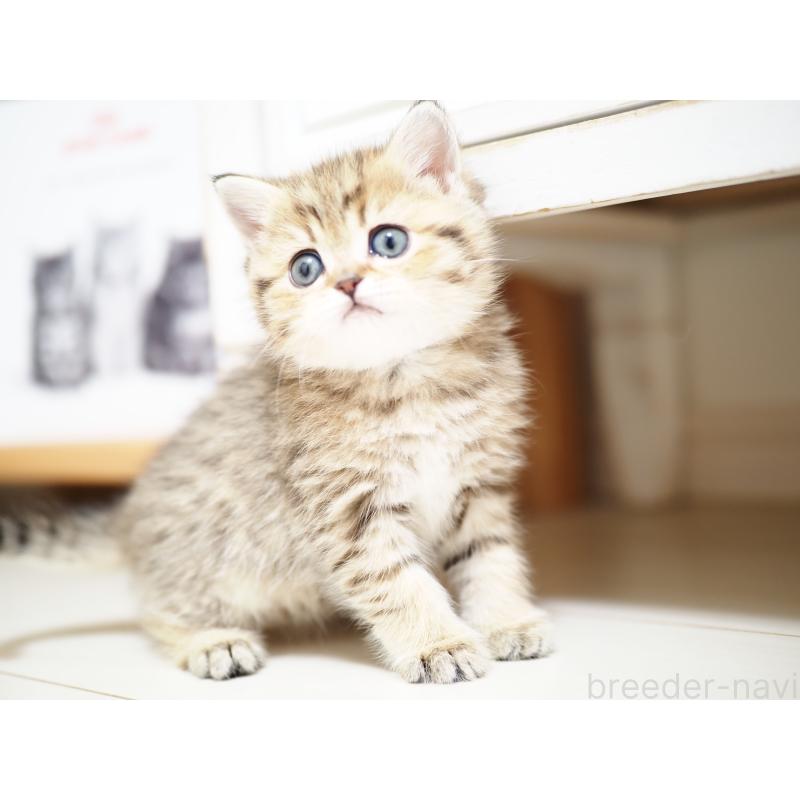 成約済の埼玉県のブリティッシュショートヘア-133666の6枚目