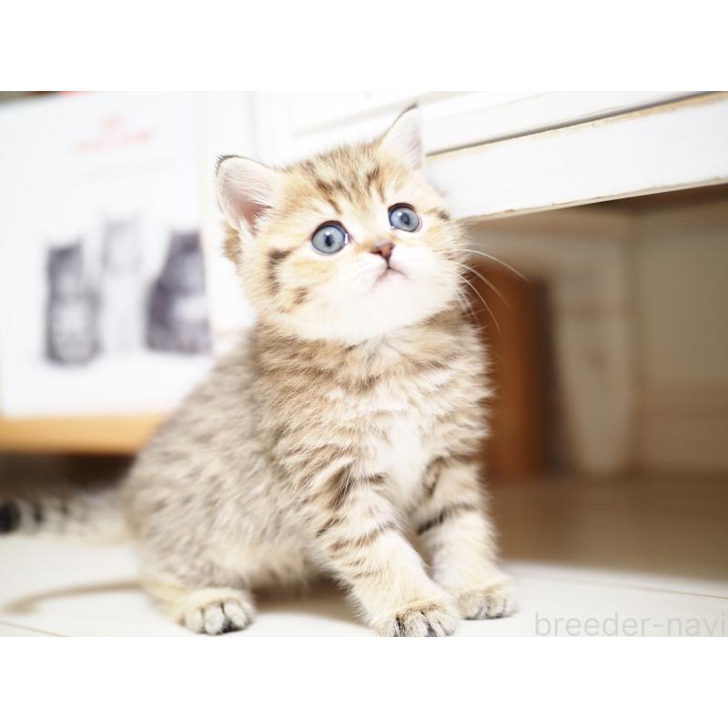 成約済の埼玉県のブリティッシュショートヘア-133666の5枚目