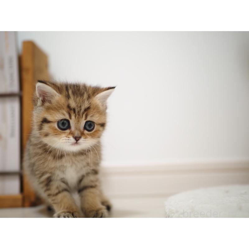 成約済の埼玉県のブリティッシュショートヘア-133666の3枚目