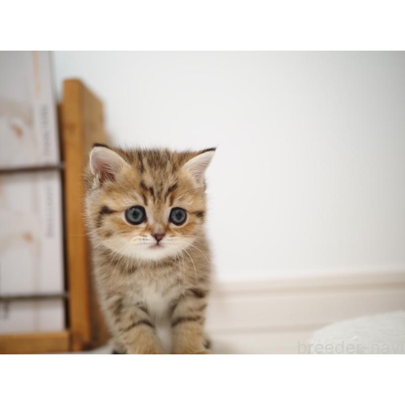 成約済の埼玉県のブリティッシュショートヘア-133666の2枚目