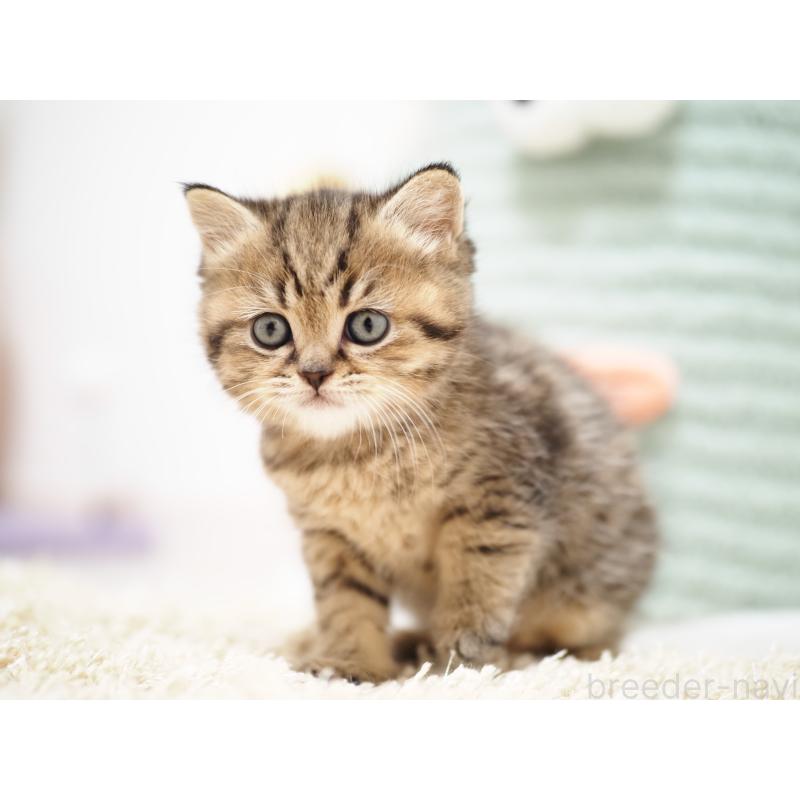 成約済の埼玉県のブリティッシュショートヘア-133665の28枚目