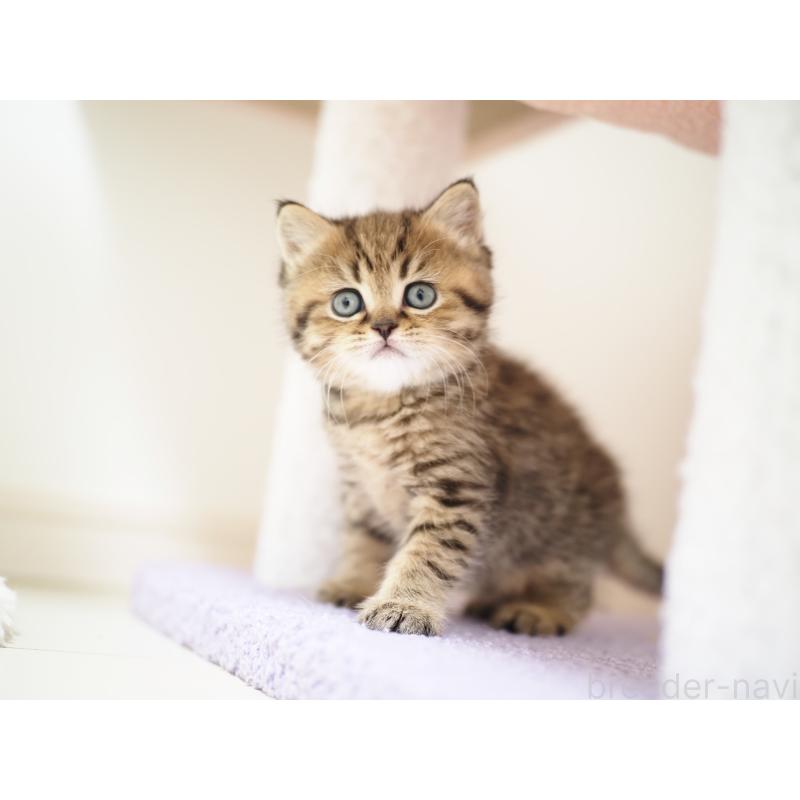 成約済の埼玉県のブリティッシュショートヘア-133665の27枚目