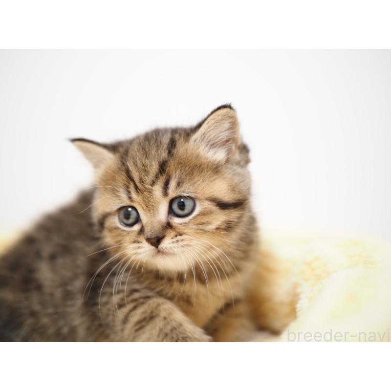 成約済の埼玉県のブリティッシュショートヘア-133665の25枚目