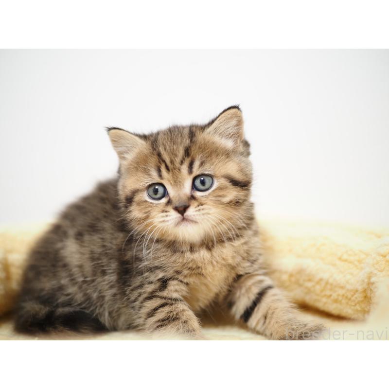 成約済の埼玉県のブリティッシュショートヘア-133665の24枚目