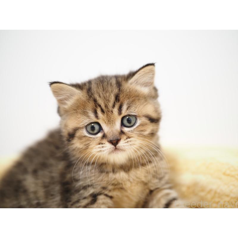 成約済の埼玉県のブリティッシュショートヘア-133665の23枚目