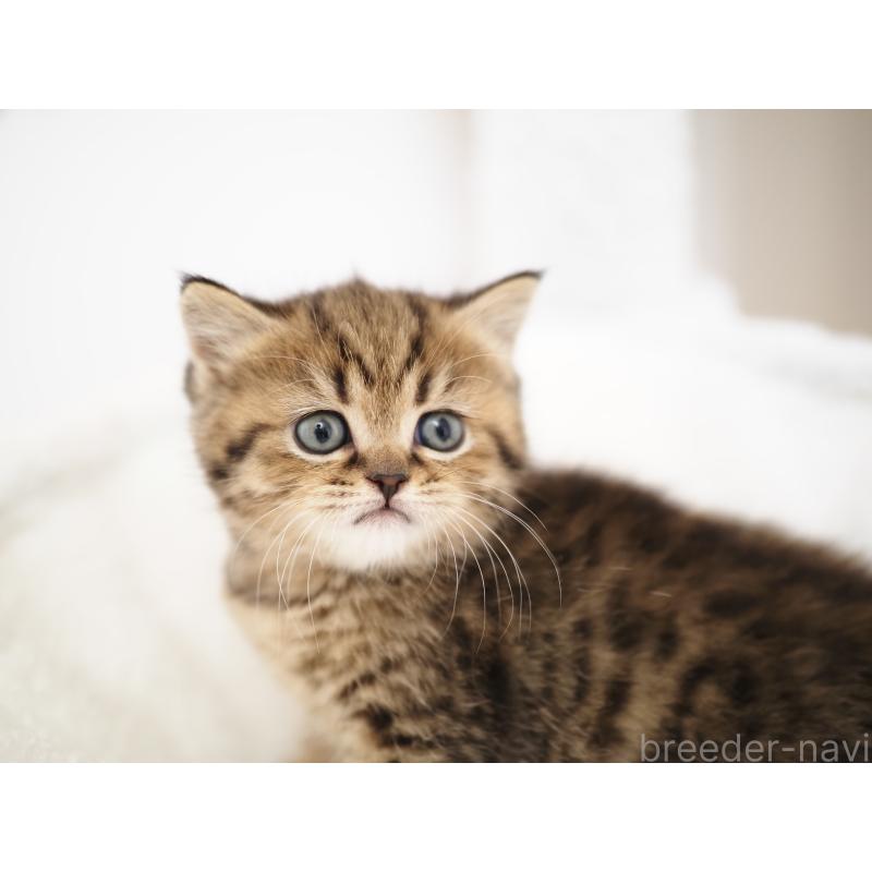 成約済の埼玉県のブリティッシュショートヘア-133665の22枚目