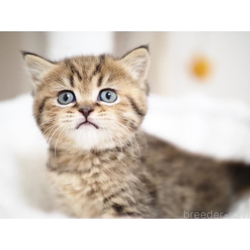 成約済の埼玉県のブリティッシュショートヘア-133665の21枚目