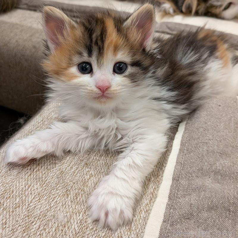 販売中の埼玉県のノルウェージャンフォレストキャット-134150の8枚目