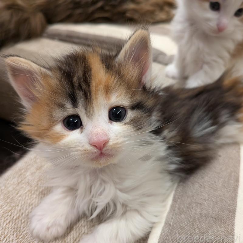 販売中の埼玉県のノルウェージャンフォレストキャット-134150の1枚目