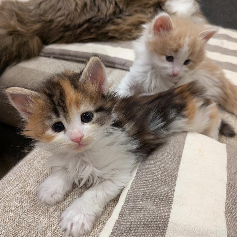 販売中の埼玉県のノルウェージャンフォレストキャット-134150の6枚目