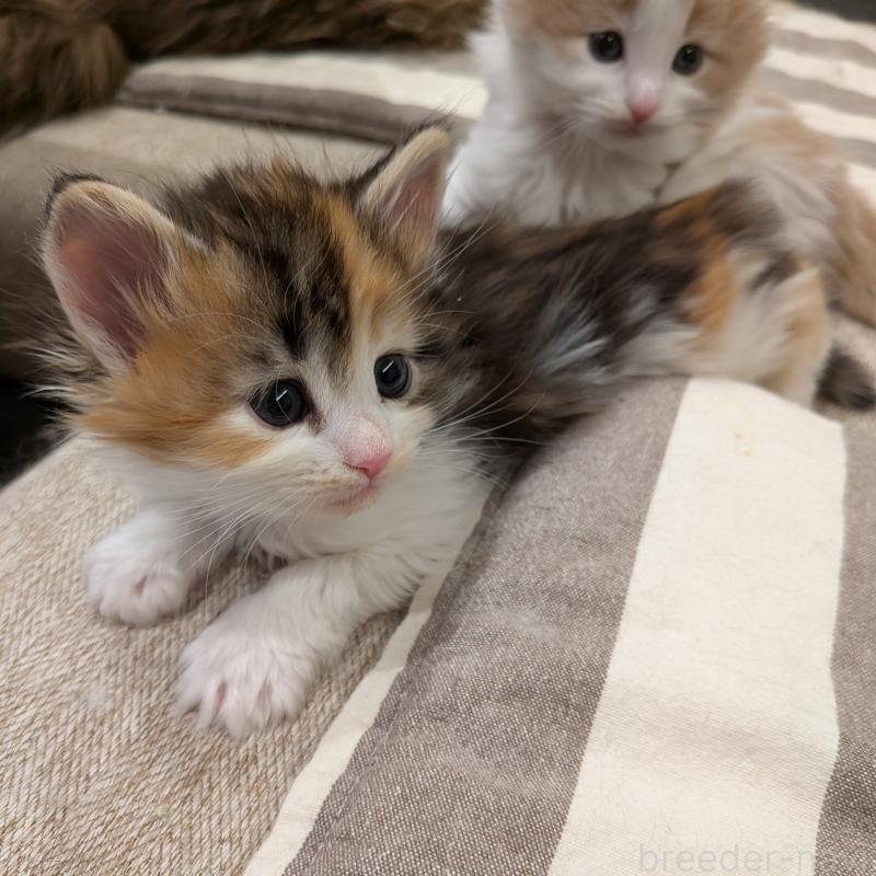 販売中の埼玉県のノルウェージャンフォレストキャット-134150の5枚目