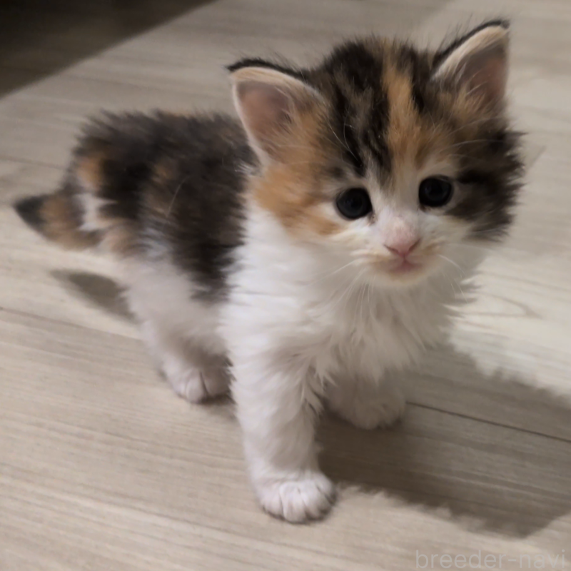 販売中の埼玉県のノルウェージャンフォレストキャット-134150の3枚目