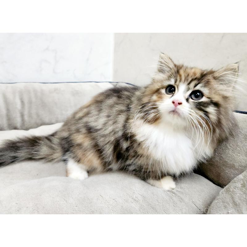 販売中の北海道のノルウェージャンフォレストキャット-134149の7枚目