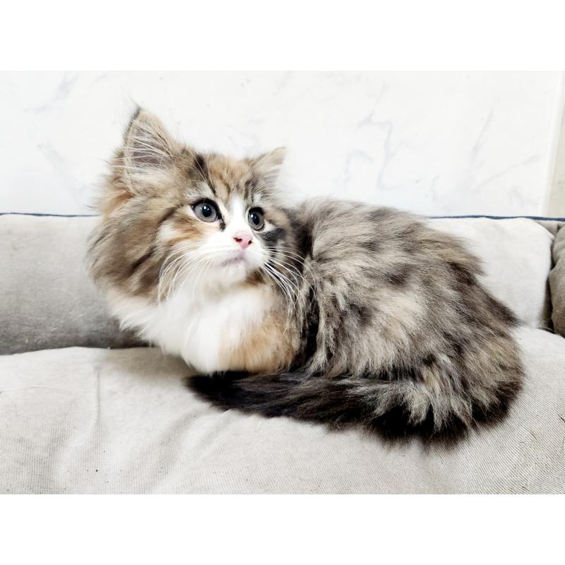 販売中の北海道のノルウェージャンフォレストキャット-134149の6枚目