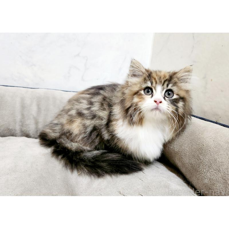 販売中の北海道のノルウェージャンフォレストキャット-134149の5枚目