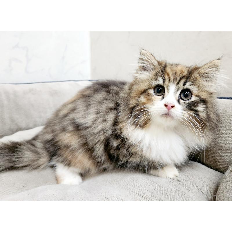 販売中の北海道のノルウェージャンフォレストキャット-134149の4枚目