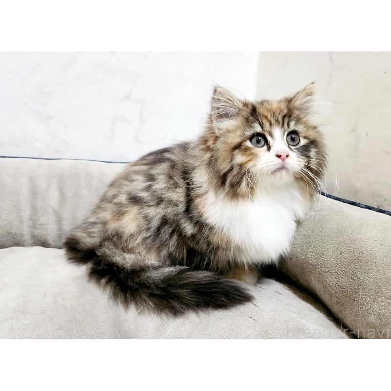 販売中の北海道のノルウェージャンフォレストキャット-134149の3枚目