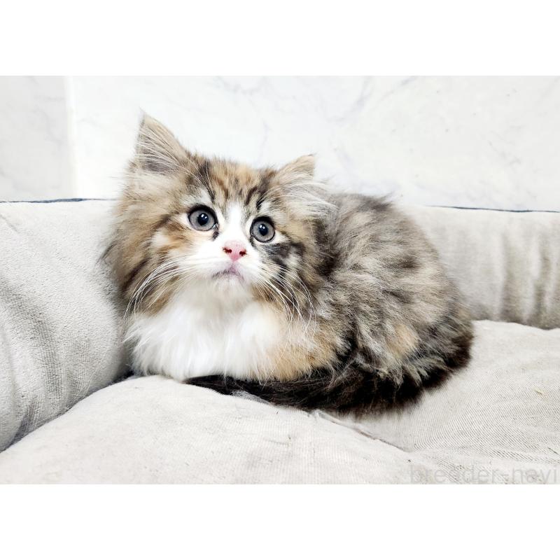 販売中の北海道のノルウェージャンフォレストキャット-134149の2枚目